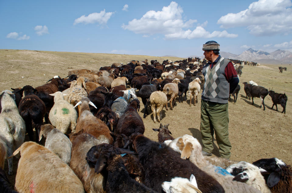 Kachkynovna&rsquo;s husband, Talant Egimbaev Asankanovich, grazing his 1,000 goats. (Photo: Ariel Sophia Bardi)