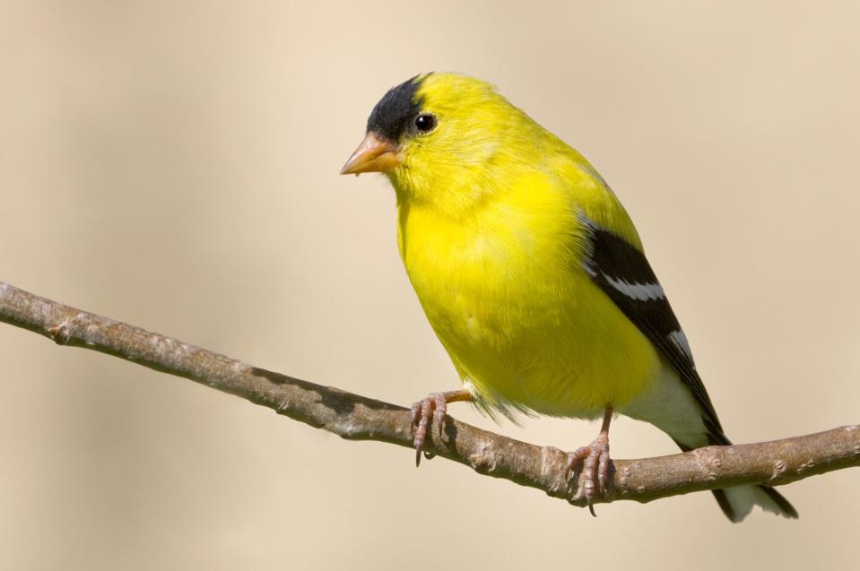 american goldfinch