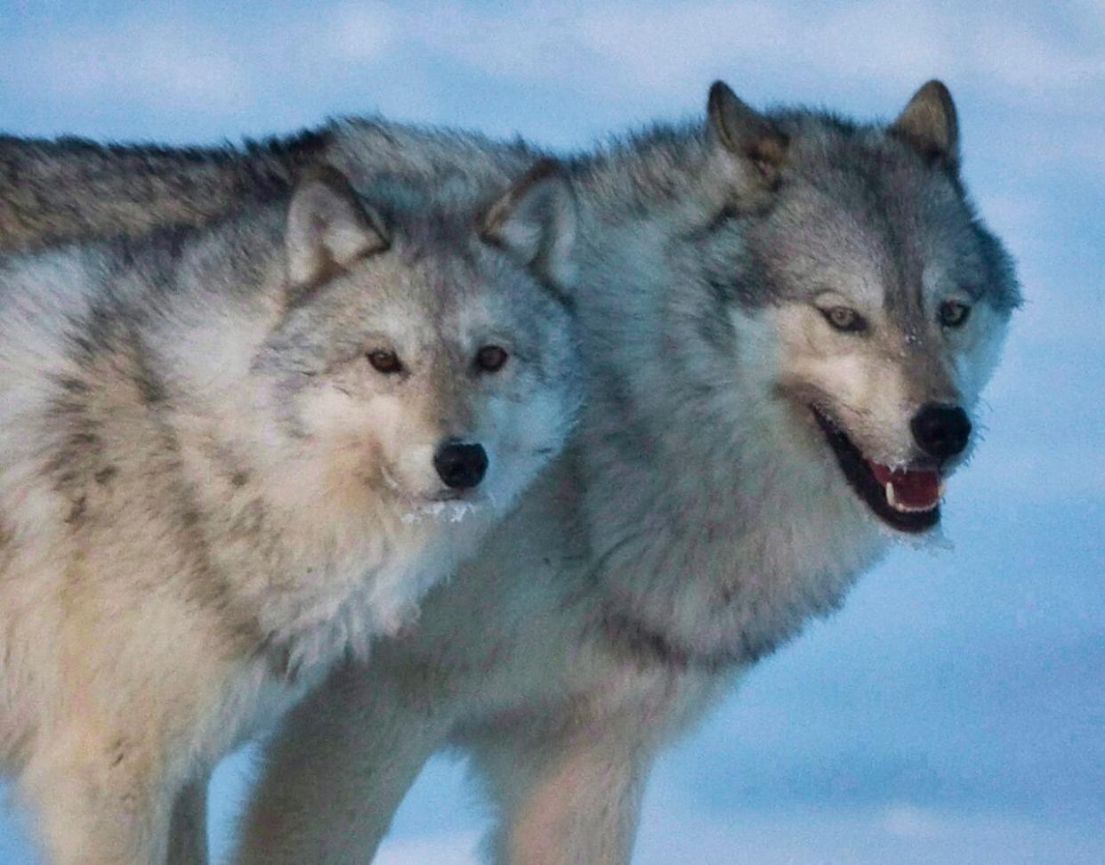A female wolf, left, and male wolf are seen roaming the tundra near The Meadowbank Gold Mine in Nunavut in this file photo. The Chief of Ndilǫ, Fred Sangris, said more wolves are being spotted in the Yellowknife area because they're looking for food after this year's wildfires burned their habitats. (Nathan Denette/The Canadian Press - image credit)