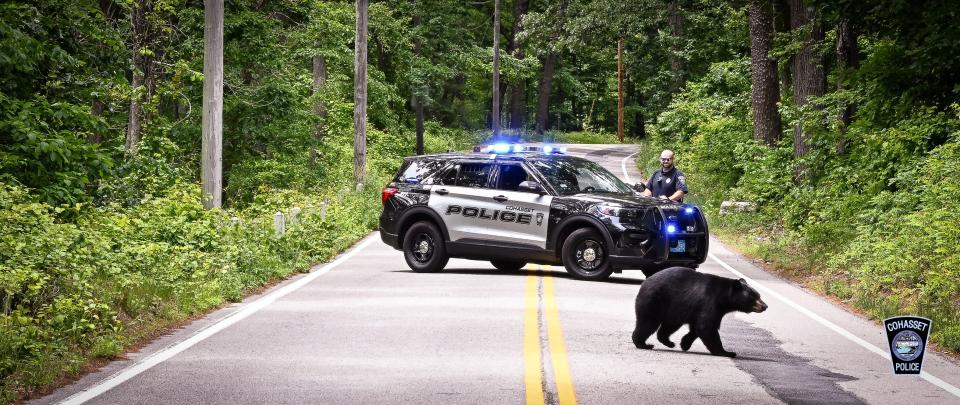 Cohasset police block a road Monday, June 19, 2023, to allow a black bear to cross. The bear has been seen in South Shore towns in recent weeks.