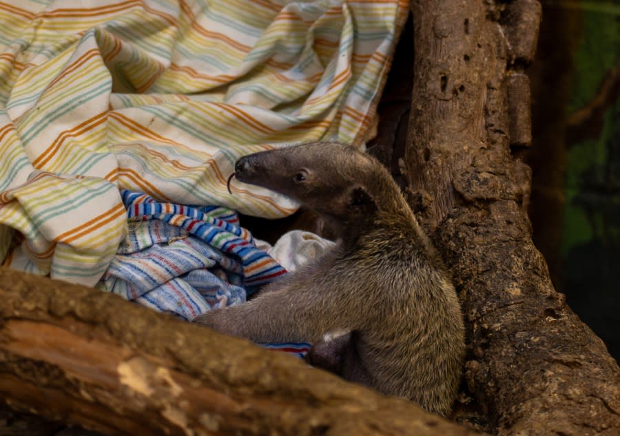 The first southern tamandua pup born at the Los Angeles Zoo is seen in an undated photo. (Los Angeles Zoo)