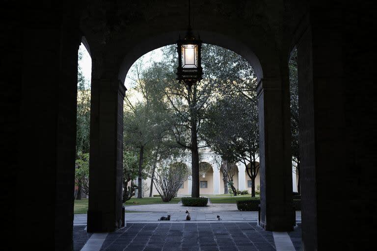 Tres de los gatos del palacio presidencial mexicano que tienen asegurados alimentos y cuidados de por vida (AP Photo/Eduardo Verdugo)