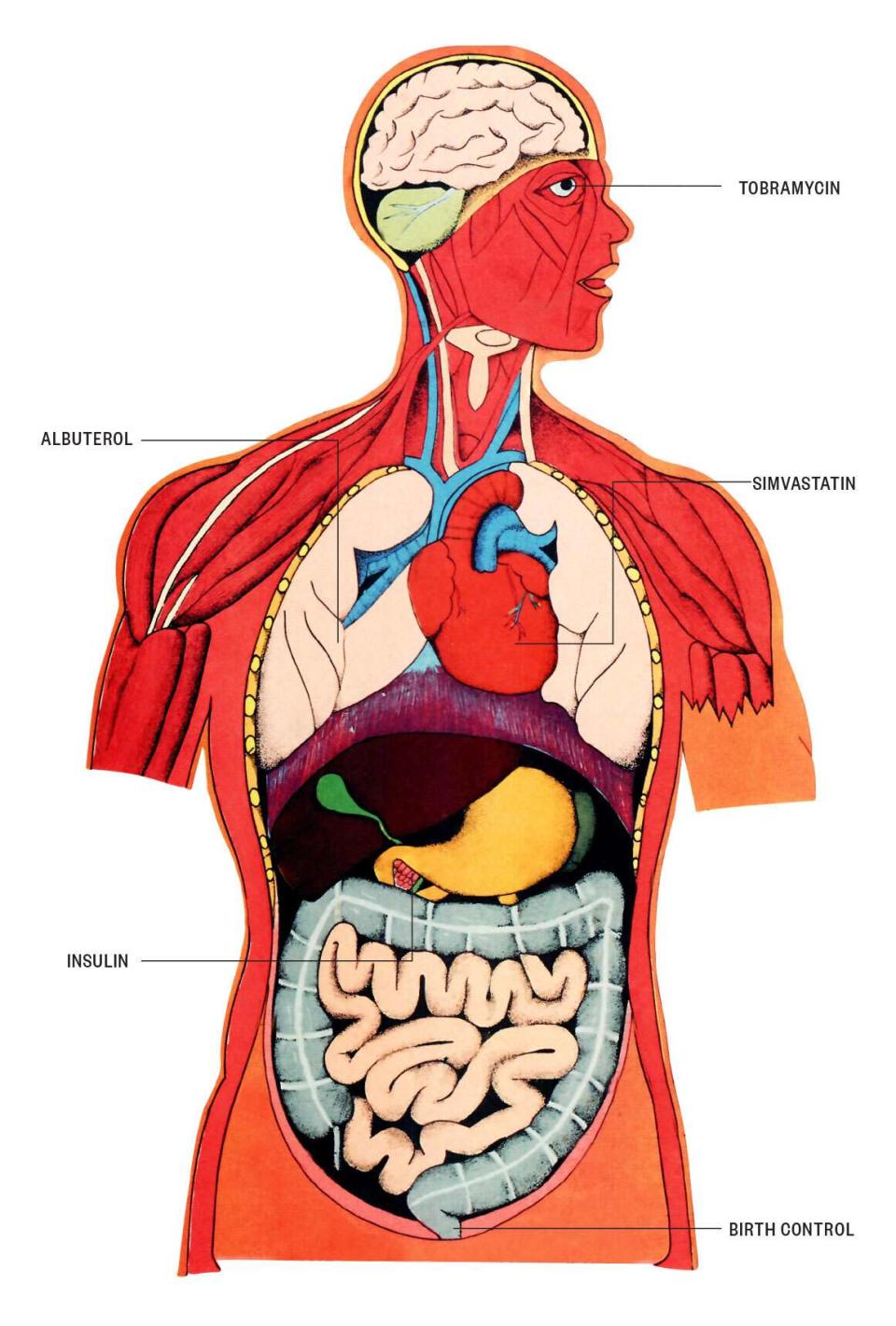 Graphic of the anatomy of the top half of the human body, identifying which parts of the body certain drugs affect.