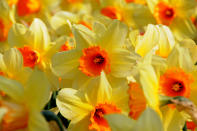 The Keukenhof site plays host to flowers of many different varieties. (Caters News)