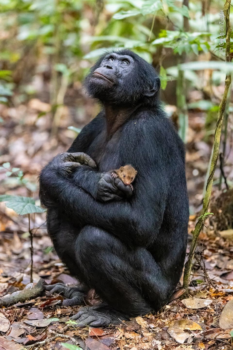 A photo on the shortlist for the Wildlife Photographer of the Year competition: A bonobo cradling a mongoose pup