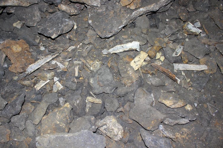 Cave bear bones on the floor of a former hibernation cave in Bulgaria.