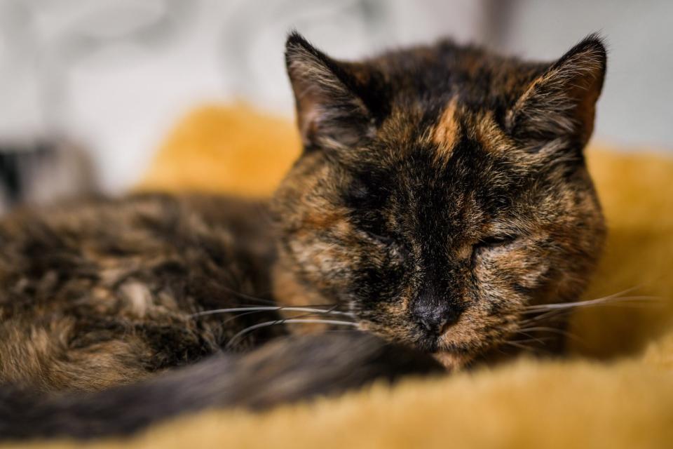 GUINNESS WORLD RECORDS Oldest Cat Flossie the cat from Orpington, London achieved the Guinness World Records title Oldest Cat at 26 years and 316 days old on the 10th November 2022. Credit: Cats Protection / Guinness World Records NO ARCHIVE/NO SALES