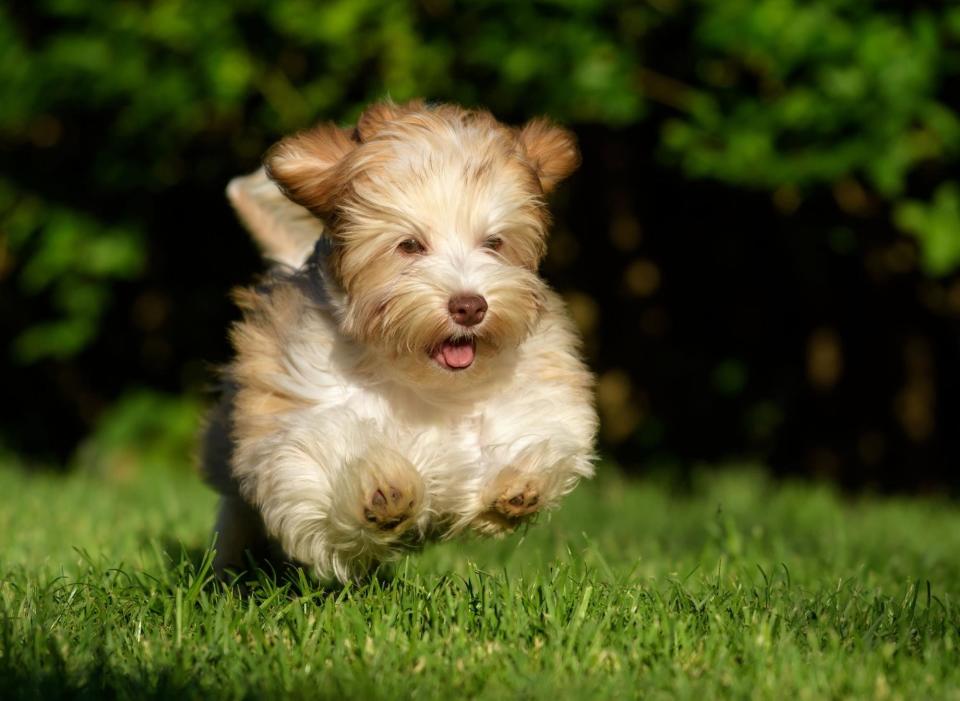 Hailing from Cuba's capital city, the Havanese, like most small dog breeds, have more chance of developing liver and kidney disease than larger dogs. Otherwise these adorable characters can be expected to remain healthy for the majority of their lives. (Photo: Canva/Getty Images)