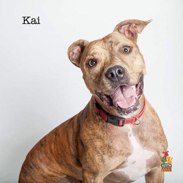 Kai was brought to Austin Animal Center at only 6 months old in November 2014. He had a neck injury that was so serious, he could have died. AAC vets did surgery and for many months, he was in a cast and could barely move.  Finally, about two months ago, Kai was allowed to go to playgroups and he was the happiest dog in the world. Kai loves to play with other dogs.   Kai is an A+ kisser and is always trying to make people smile. He loves to stand with his feet in water and he’ll do anything for a treat. He learns new tricks in a snap and his biggest dream is to sleep beside somebody on their bed.  Find out more from the <a href="https://www.facebook.com/austinanimalservices/?fref=ts">Austin Animal Center</a>.