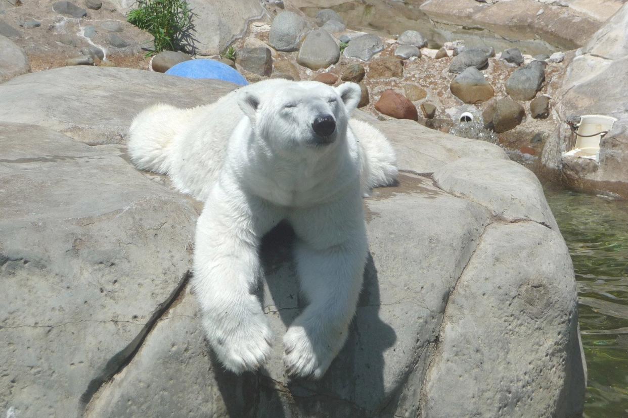Kansas City Zoo says oldest polar bear in US captivity dies