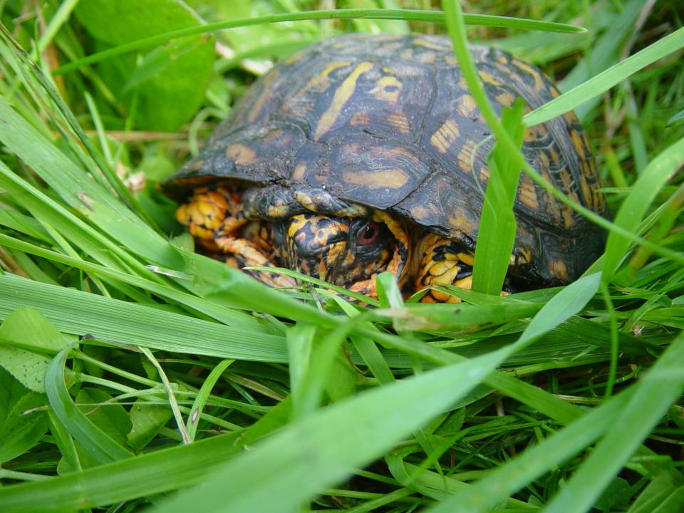 Box turtles eat plant and animal matter of all kinds including berries, grapes, mushrooms, insects, snails, earthworms, other invertebrates, and carrion. When threatened, they can completely withdraw into their closed shells.