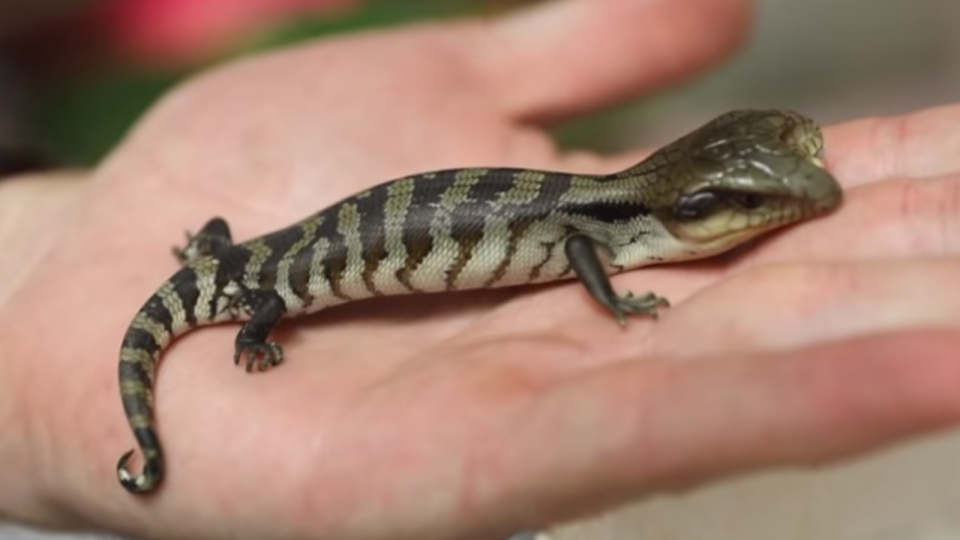 The two-headed lizard was handed into a reptile park. Pic: Australian Reptile Park