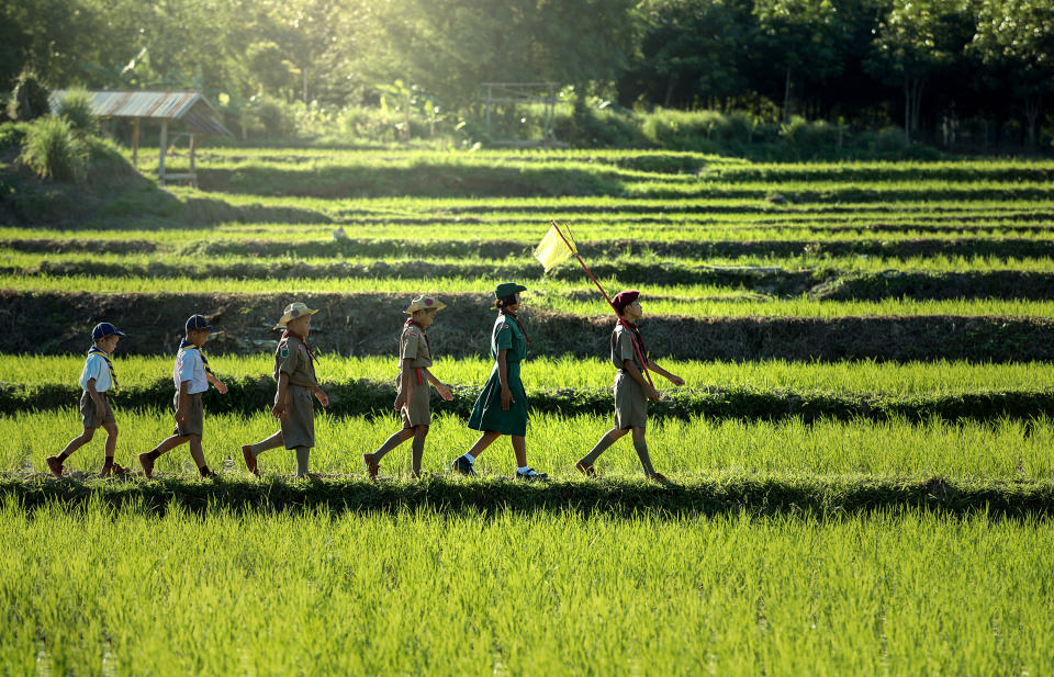 Scouts parade in the cornfield sunset. Photo: Getty