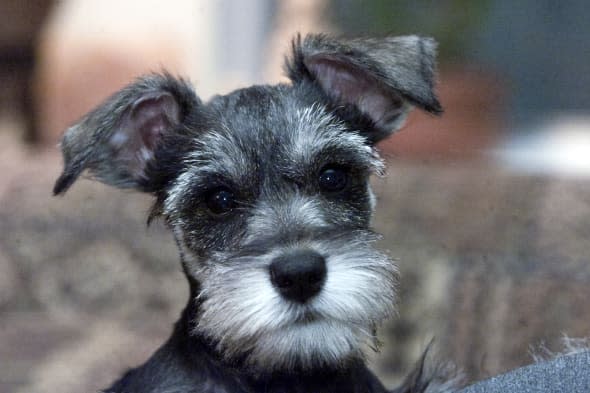 Miniature Schnauzer Puppy