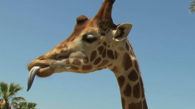 giraffes tongues blue