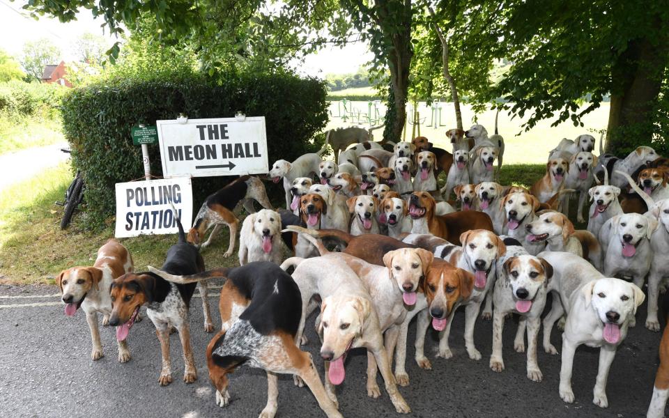 Dozens of hounds from The Hursley Hambledon Hunt wait outside a polling station in Meonstoke, Hampshire