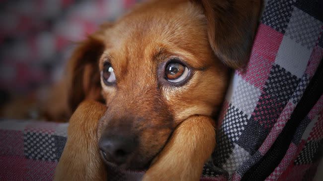 對於飼主而言，毛小孩就如同自己的家人或孩子一樣。（示意圖／翻攝自Pixabay）