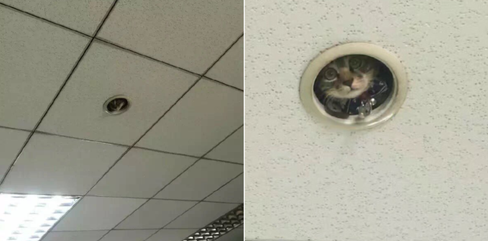 Gato ‘espía’ en una oficina