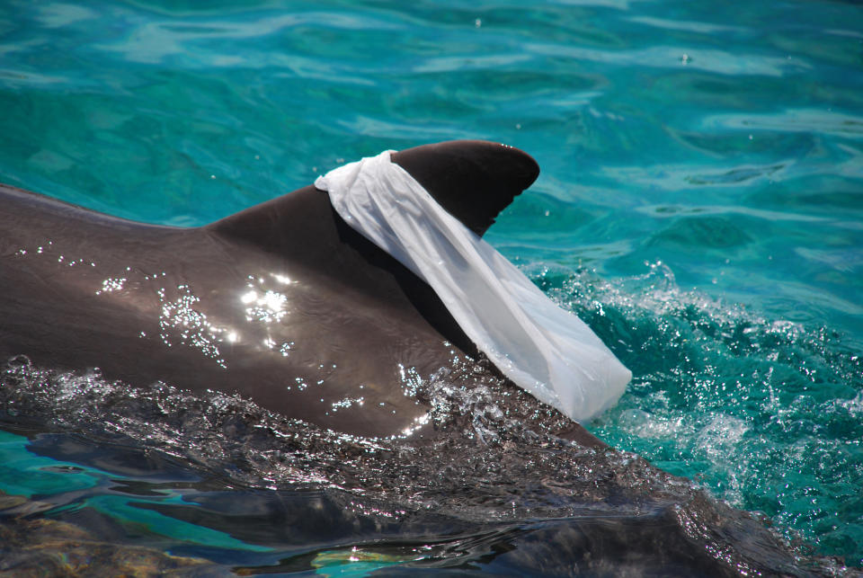 Un delfín tiene una bolsa de plástico enganchada en el Océano Atlántico. Getty Images.