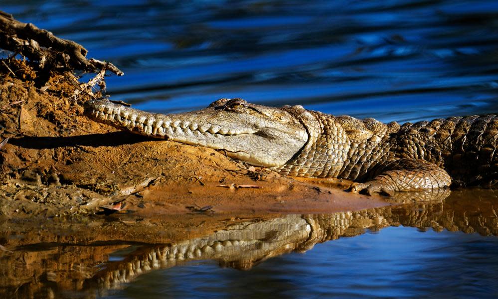 <span>Photograph: Paul Mayall/Alamy</span>