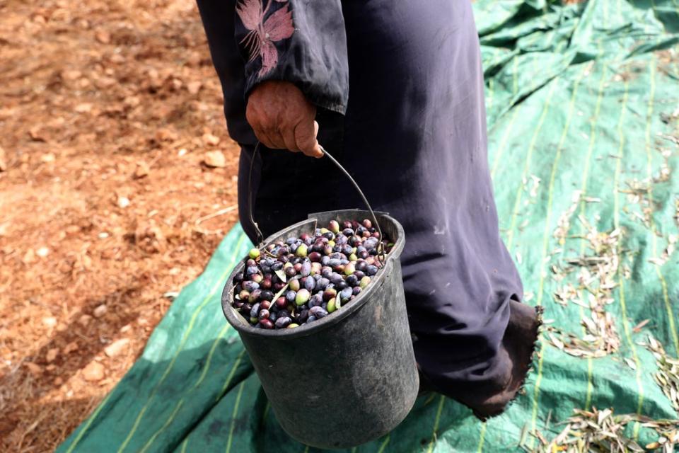 Up to 100,000 Palestinian families rely on the olive harvest for their income (EPA-EFE)