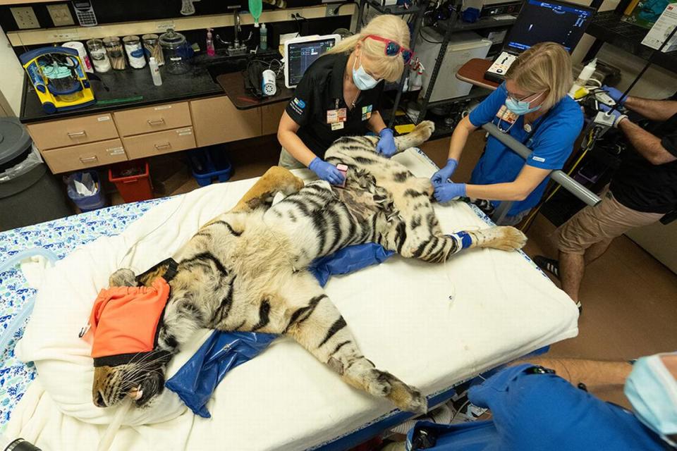 Berani, an over 15-year-old Sumatran tiger at Zoo Miami, is seriously ill and is undergoing a host of tests for several health issues.