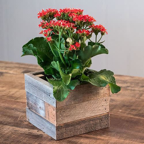 5) Kalanchoe in Reclaimed Wood