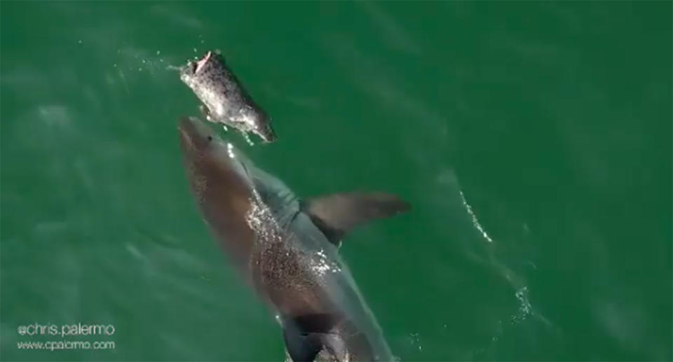 A videographer on a family holiday captured the moment a great white shark ripped a seal in half and made a meal out of it. Source: Chris Palermo / Instagram