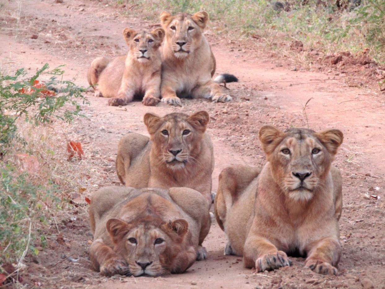 Los leones sabían cómo desenvolverse ante la cámara. (Caters)