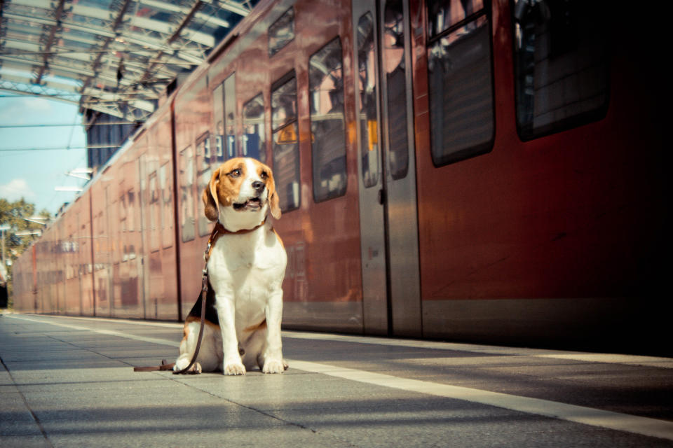 Hunde fahren je nach Größe umsonst Bahn oder brauchen ein spezielles Ticket. (Symbolbild: Getty Images)