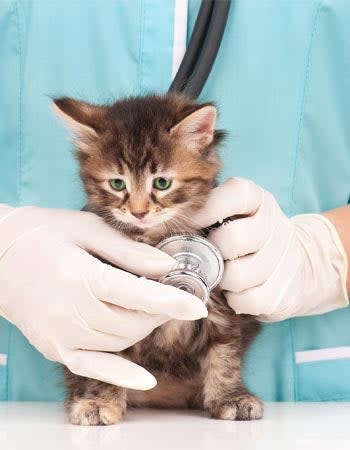 A cute kitten gets a check up.