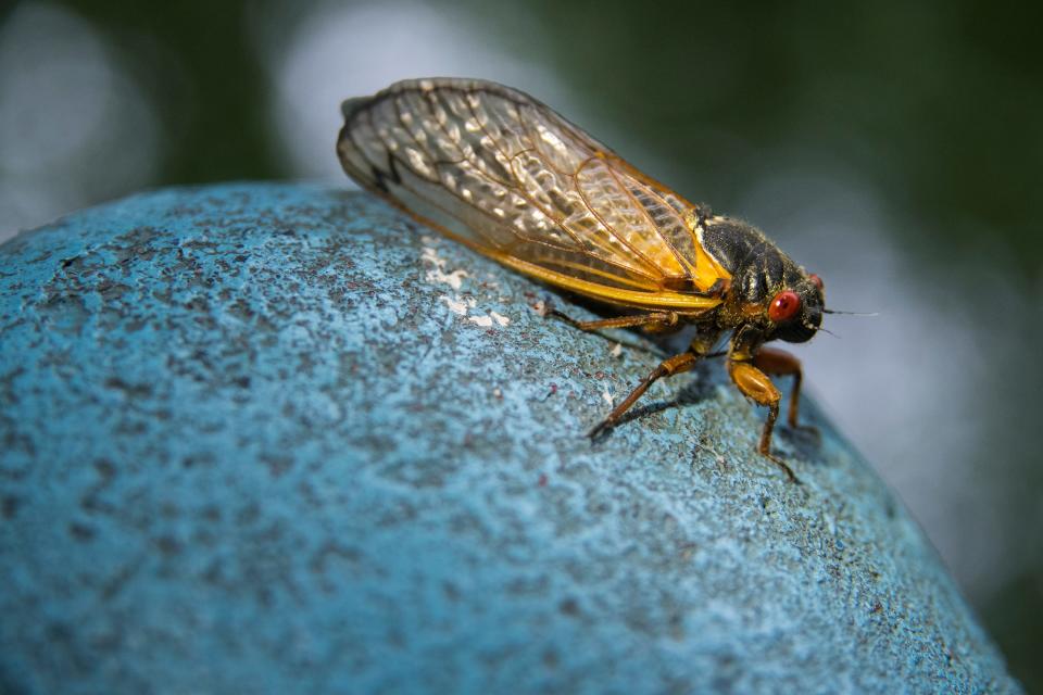 A cicada crawls on playground equipment at Phillips Park in Newark Monday, May 24, 2021.