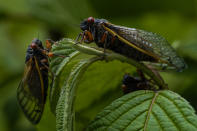 <p>Tras un período de intensa agitación, las cigarras hembras adultas son fertilizadas. Es el momento en que los machos se esmeran con sus cantos. Una vez fertilizadas, ponen sus huevos en las ramas las plantas y mueren poco después. Imagen del 17 de mayo de 2021 de dos chicharras adultas descansando sobre una planta en Maryland. <strong>(AP Photo/Carolyn Kaster)</strong></p> 