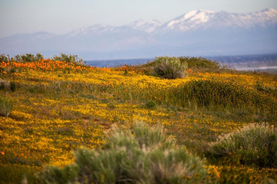 Orange and yellow flowers blanket a hillside at a Lancaster poppy reserve.