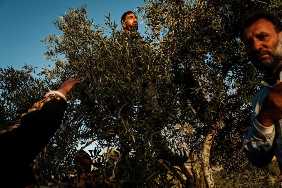 Two men perched in a tree, one looking into the distance from the top branches