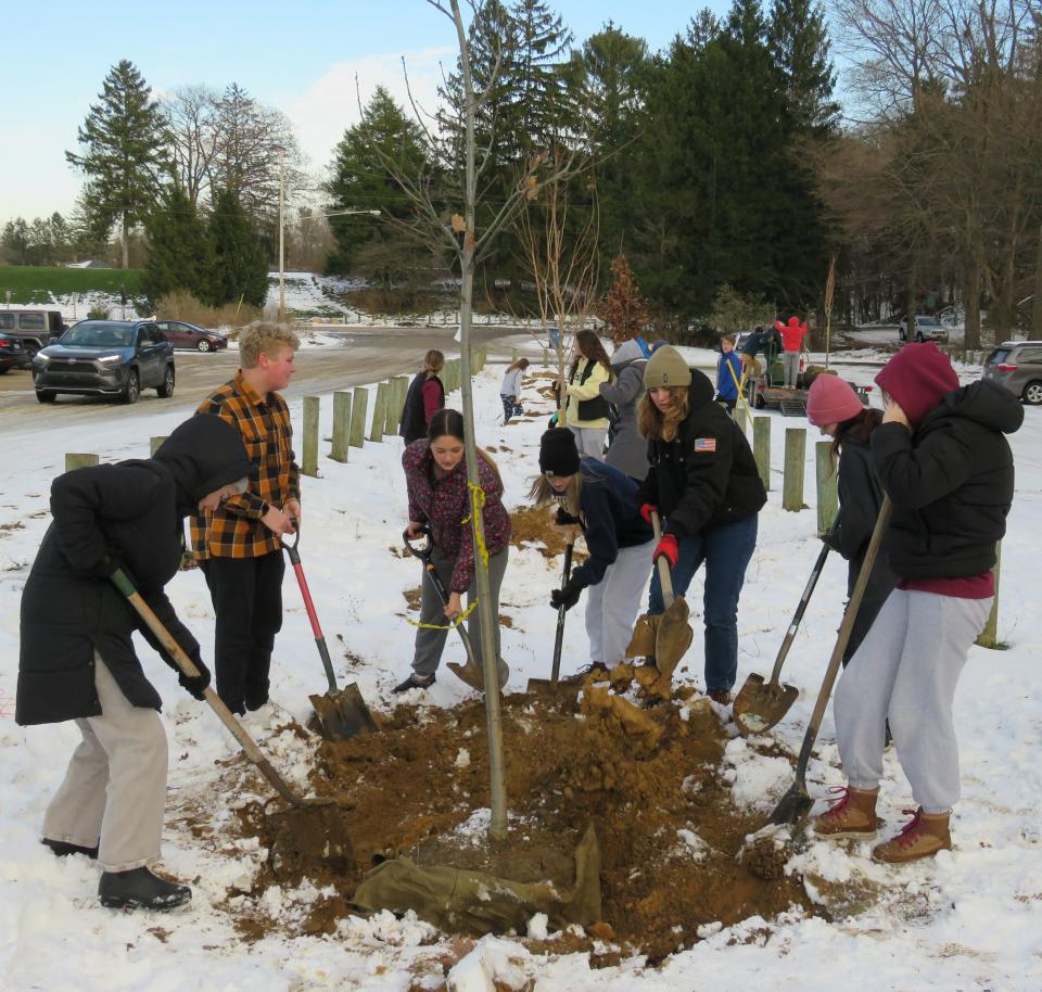 Members of the Saugatuck High School Interact Club plant trees at Laketown Township’s Shore Acres Park on Tuesday, Nov. 22, 2022.