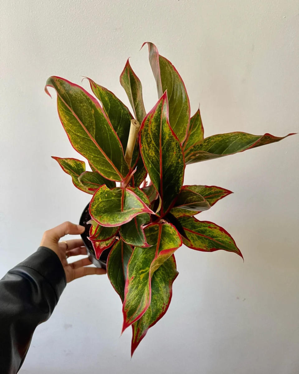 Aglaonema Red Chinese Evergreen sold by Planting With P. (Photo credit: Planting With P)