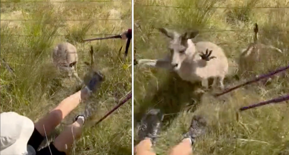 In two video stills, the kangaroo ducks under a fence before pouncing on the hiker who has fallen over in long grass.