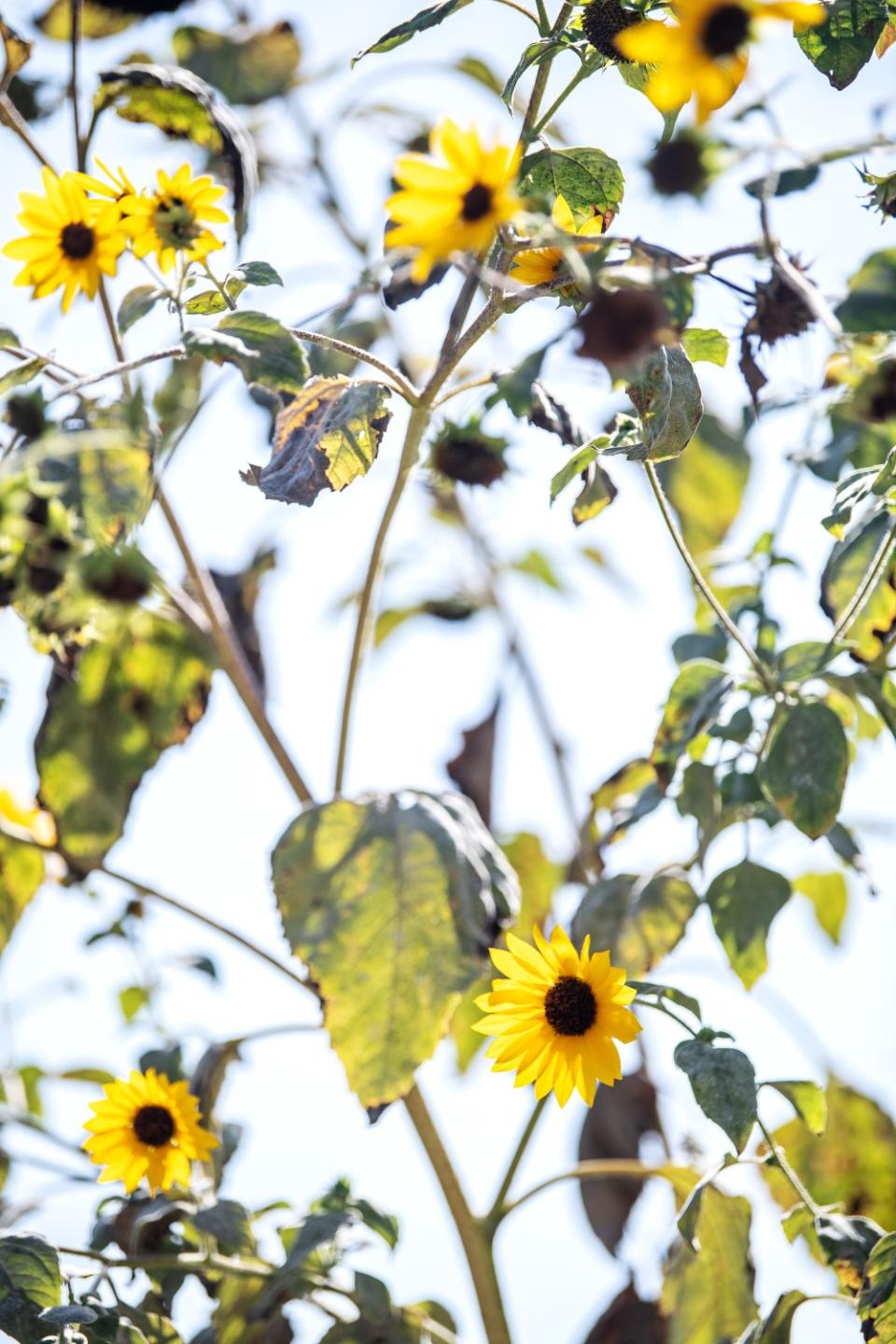 Sunflowers