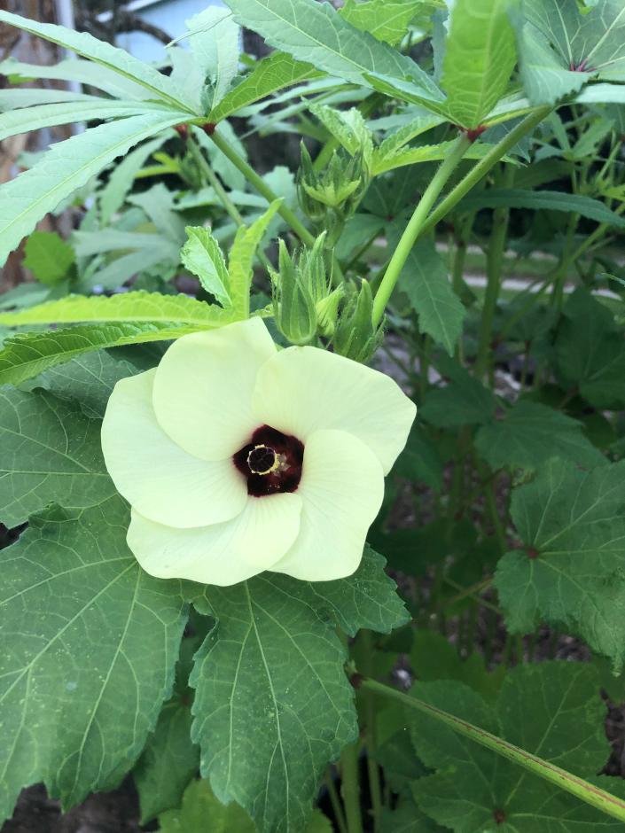 Plant extra and share the abundant production. Okra loves hot weather; it’s a fabulous plant for summer gardens.
