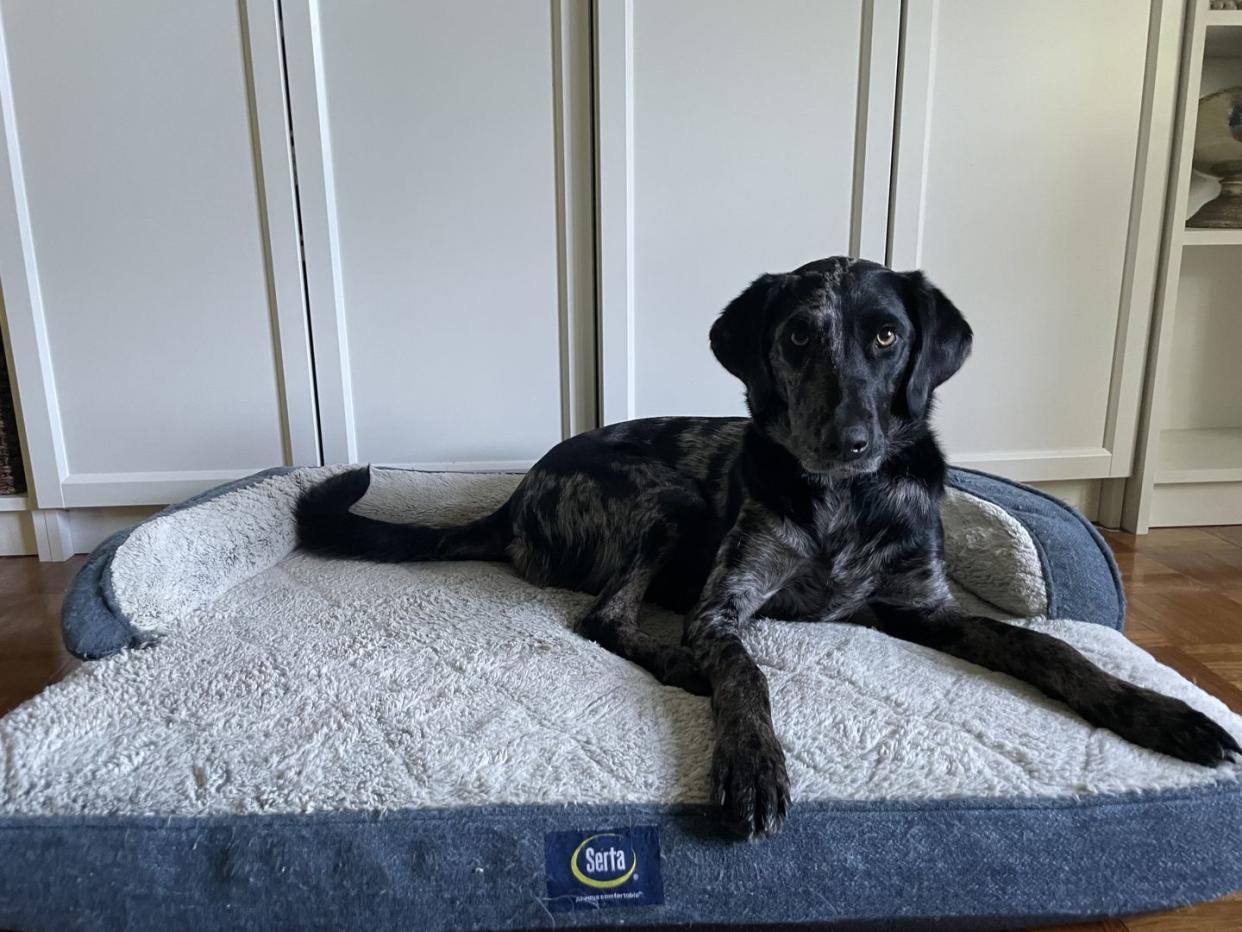 black and white merle dog laying on serta dog bed