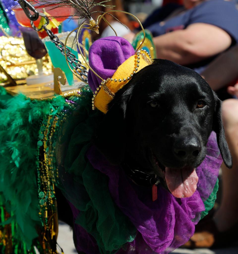 DeLand's Mardi Gras Dog Parade comes to downtown Saturday. Here's what