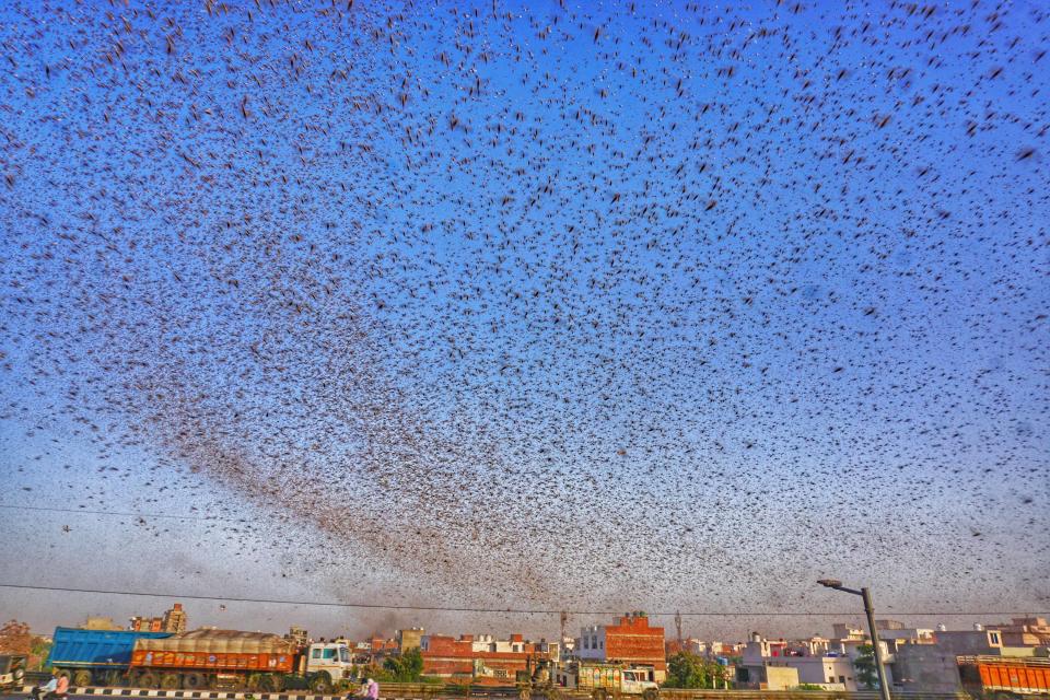 Swarms of locust attack in the residential areas of Jaipur, Rajasthan, Monday, May 25, 2020. More than half of Rajasthans 33 districts are affected by invasion by these crop-munching insects.(Photo by Vishal Bhatnagar/NurPhoto via Getty Images)