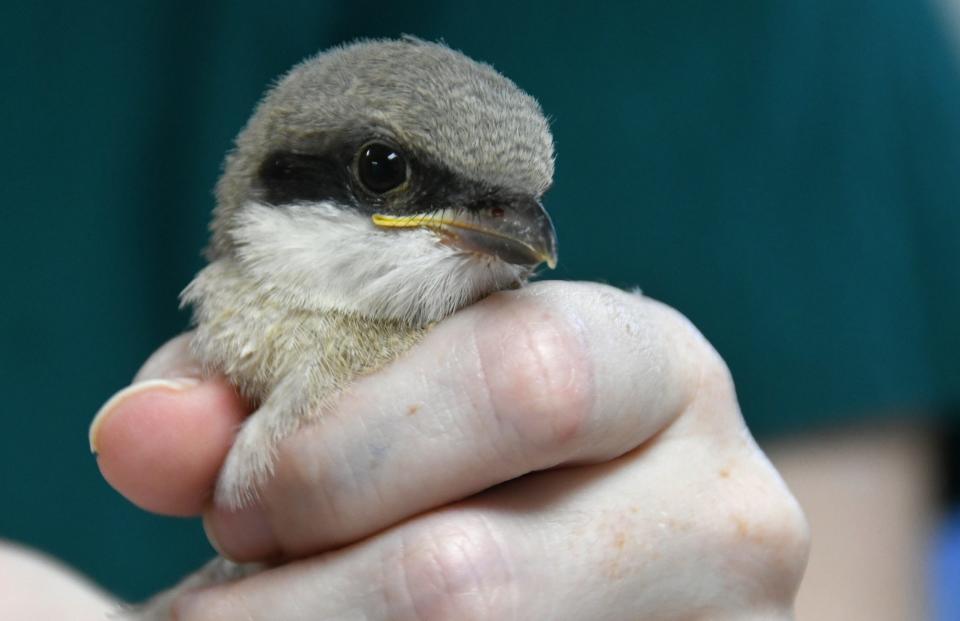 Veterinary technician Dan Groover holds a loggerhead shrike that is receiving care at Florida Wildlife Hospital in Palm Shores.