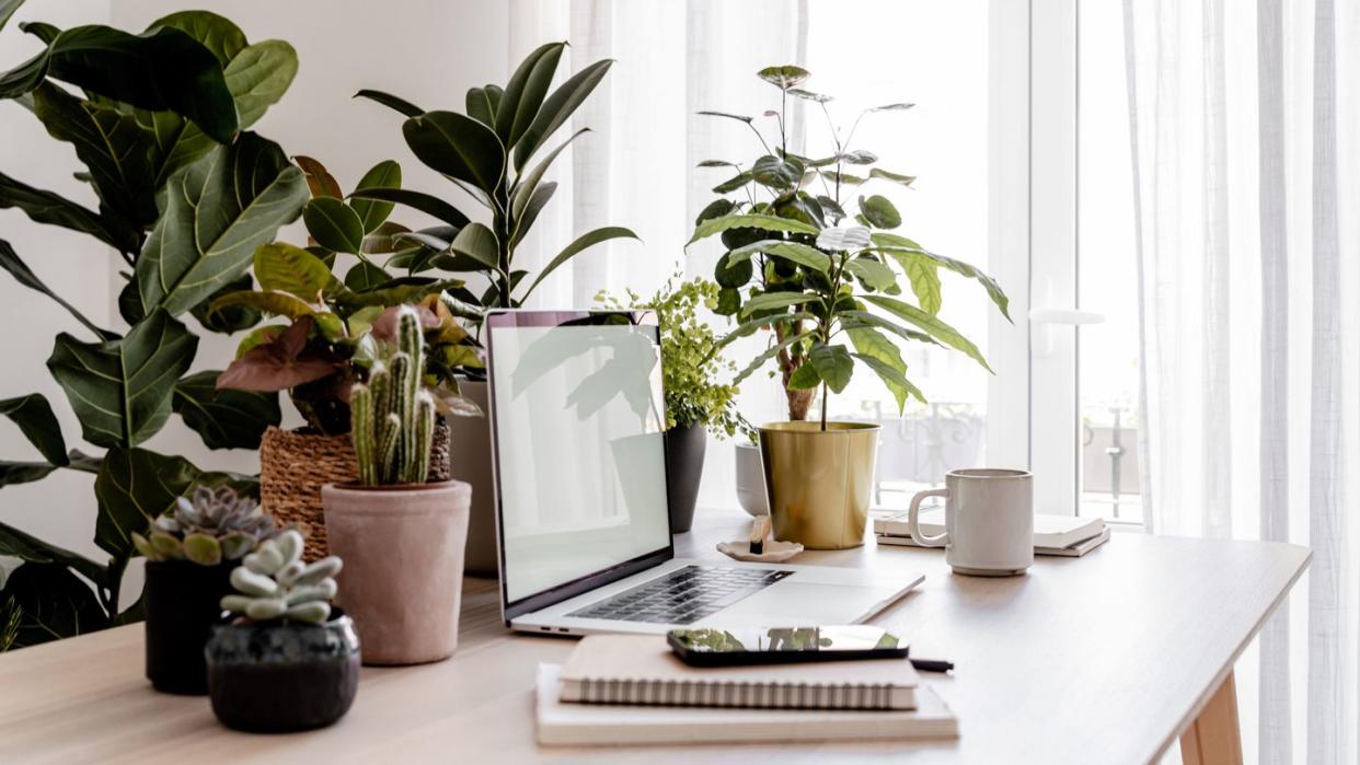 laptop on wooden table in home interior with many different houseplants