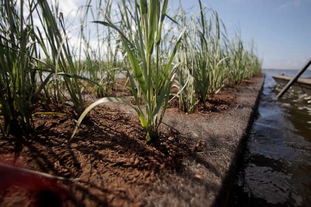 PHOTO: Floating mats made from recycled material with marsh grass planted on them, designed to take root and build new marsh land, are anchored on the edge of in Pointe- aux-Chenes wildlife management area, in Isle de Jean Charles, La., Sept. 23, 2011. (Gerald Herbert/AP, FILE)