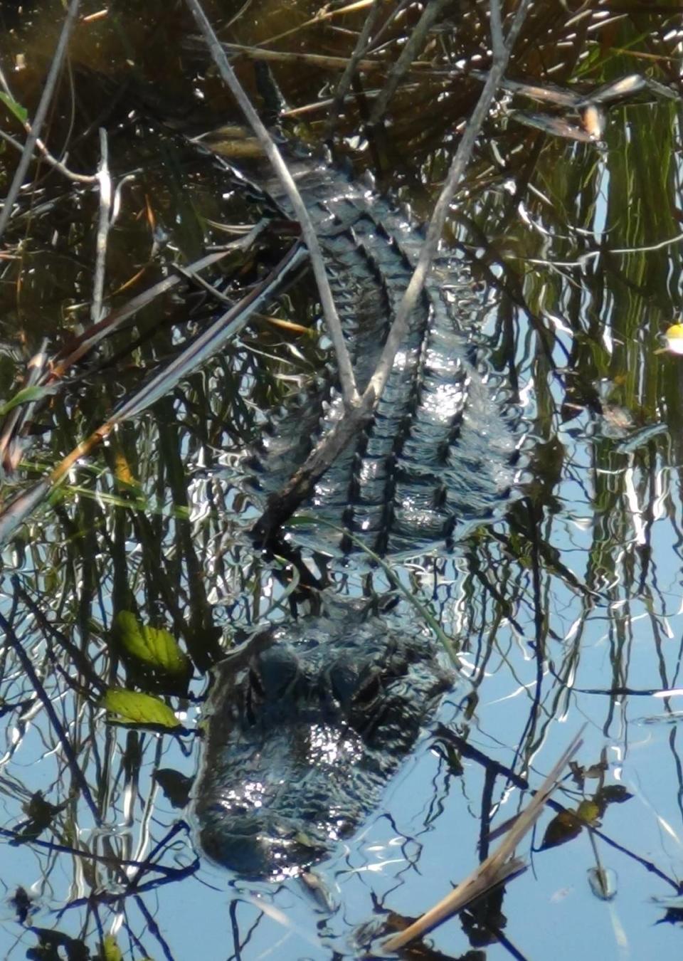 Cocodrilo junto a sus huevos en el Parque Nacional de Everglades, Miami.