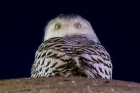 A rare snowy owl twists its head to look backwards from atop the large marble orb of the Christopher Columbus Memorial Fountain at the entrance to Union Station in Washington, Saturday, Jan. 8, 2022. (AP Photo/Carolyn Kaster)