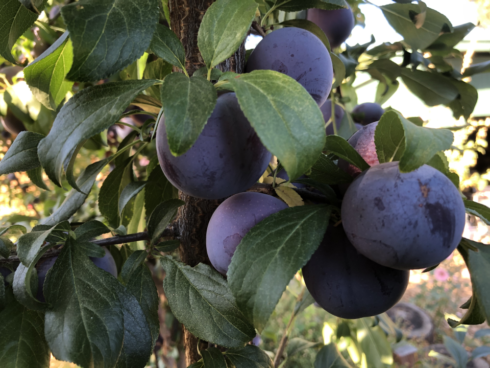 Laroda plums are tasty and last for a long time on the tree.