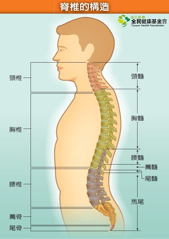 脊椎的構造